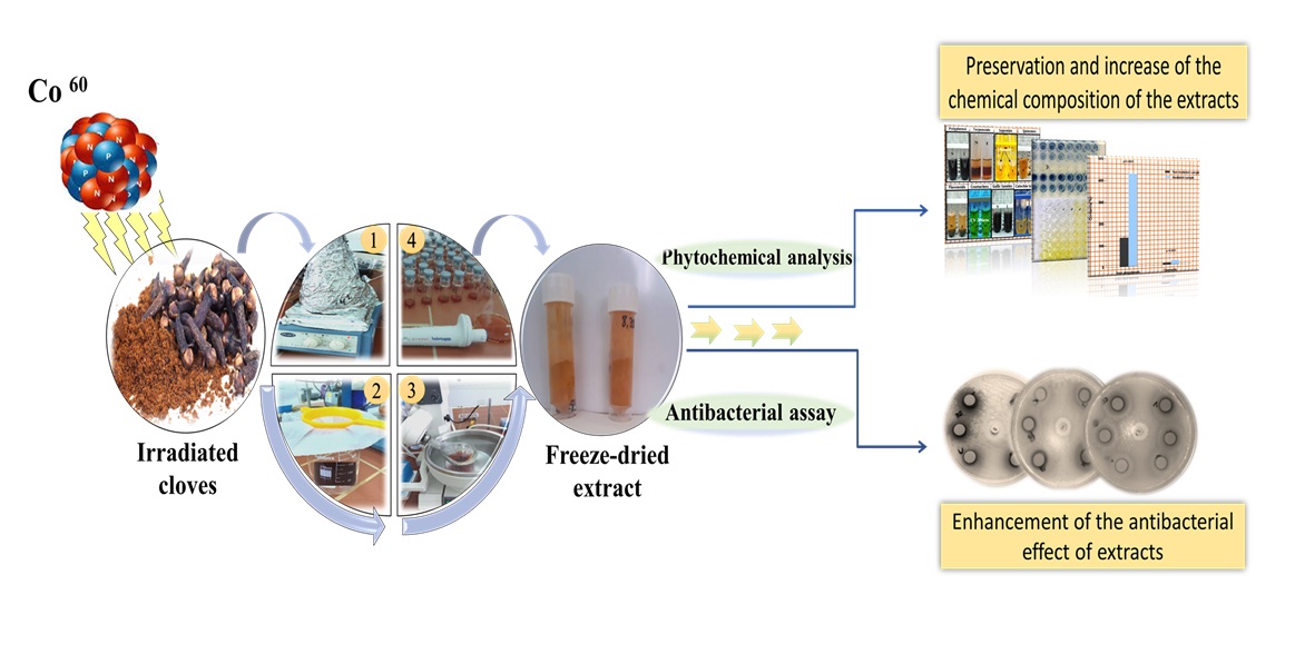 Effect of gamma radiation on the antibacterial activity of Syzygium aromaticum