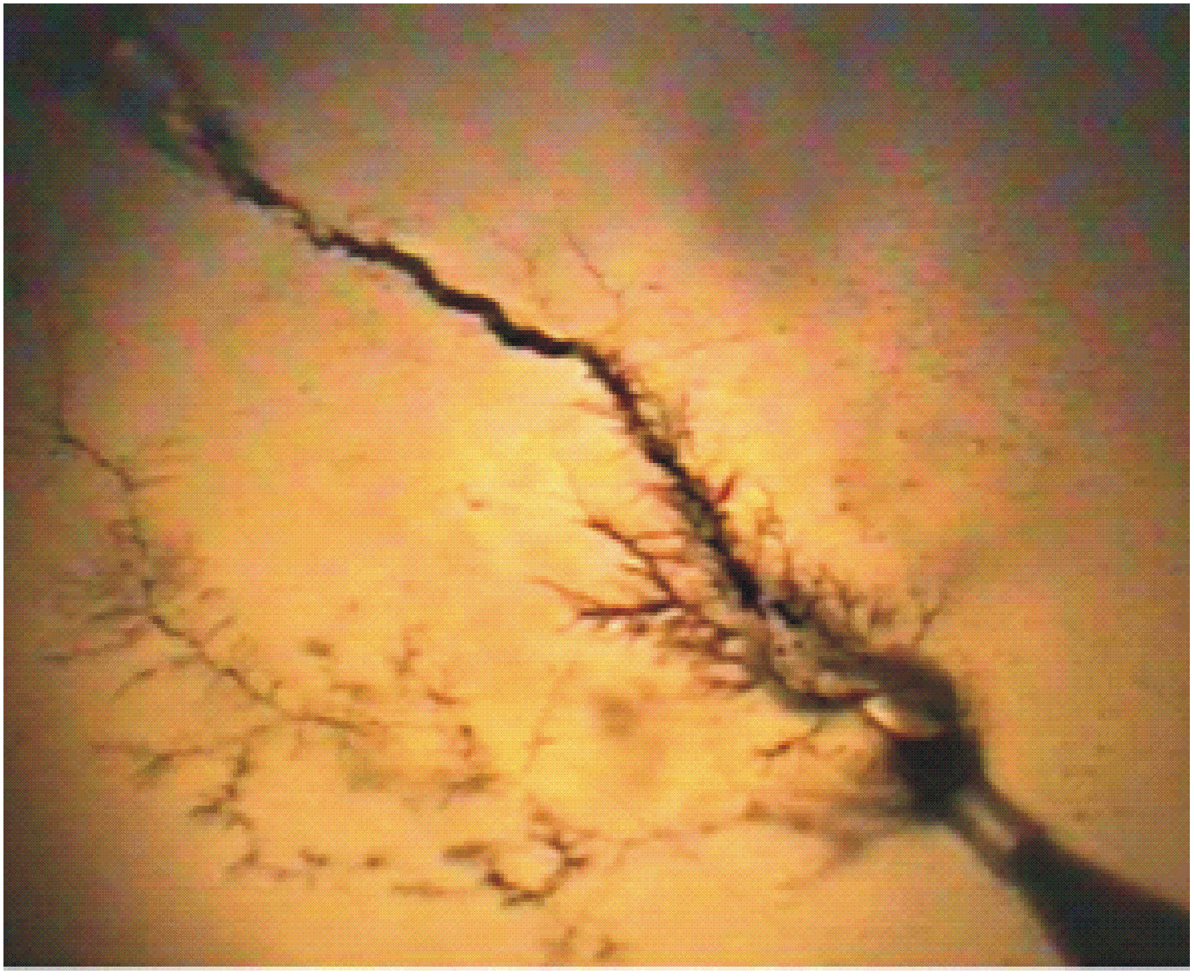 Experimental investigation and numerical simulation of electrical tree growth in polyethylene under AC voltage