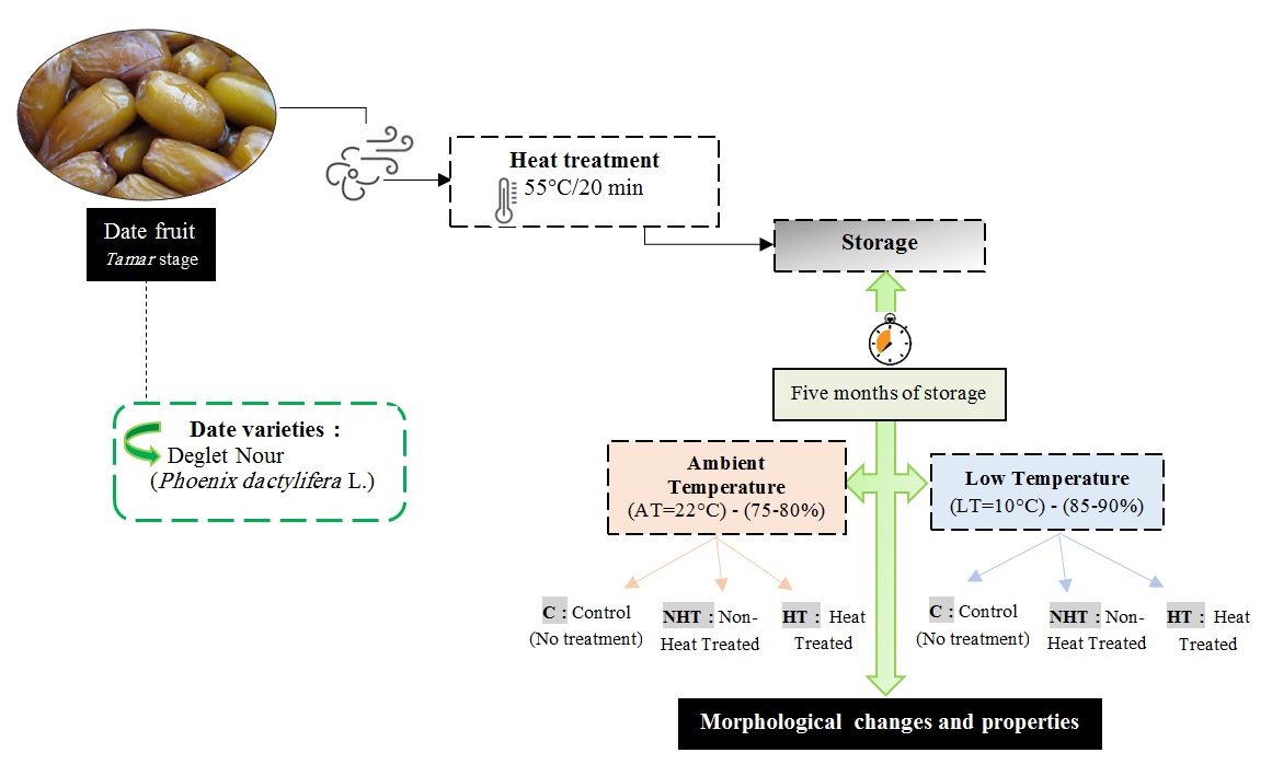 Morphological properties of heat treated date fruits (Phoenix dactylifera L.) in postharvest